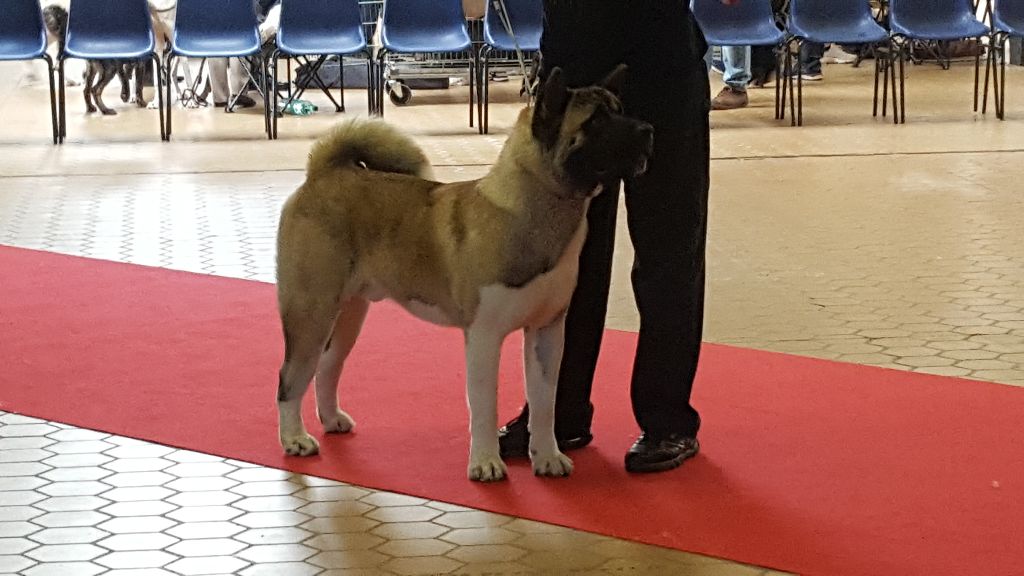 de l'eau du Shaï Hulud - beaux resultats pour les akitas !