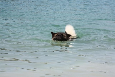 de l'eau du Shaï Hulud - qui a dit que les akitas nageaient comme des buches ?