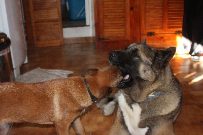 de l'eau du Shaï Hulud - un akita chez le dentiste !