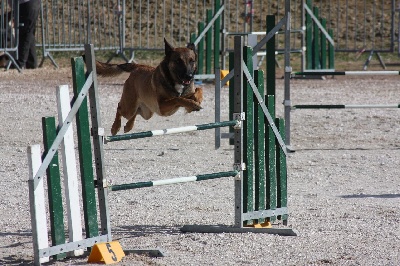 de l'eau du Shaï Hulud - Gessérit a eu son brevet d'agility !