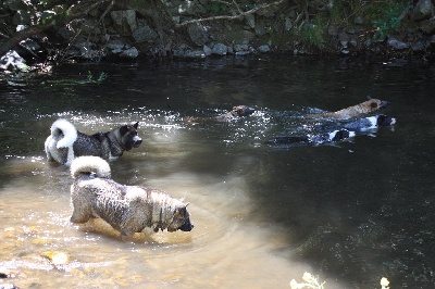 de l'eau du Shaï Hulud - 8 chiennes en liberté à la rivière !