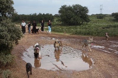 de l'eau du Shaï Hulud - méchants akitas...........