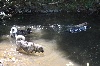  - 8 chiennes en liberté à la rivière !