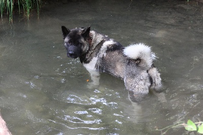 de l'eau du Shaï Hulud - une akita à la flotte !